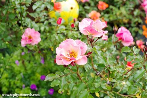 robuste dauerblühende rosen